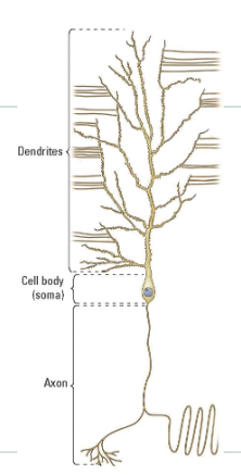 <ul><li><p>1-many dendrites (tree like+ several millimeters) </p></li><li><p>Cell body <strong>SOMA </strong>(middle dot)</p></li><li><p>1 only Axon (cable like + can extend to 1m) </p></li></ul><p></p>