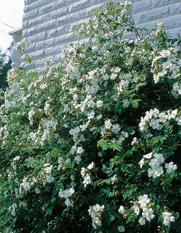 <p>Suomenköynnösruusu</p>