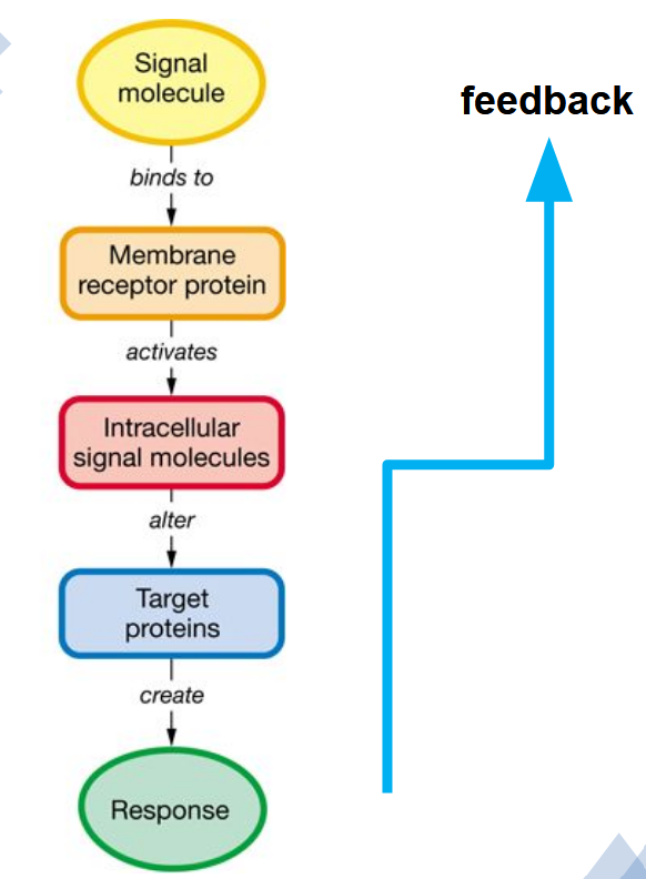 <ol><li><p>Signal molecule (ligand) binds to a <strong>protein receptor</strong></p></li><li><p><strong>Activation </strong>of receptor by ligand</p></li><li><p>Receptor activates one or more <strong>intracellular </strong>signal molecules</p></li><li><p>last molecule in the pathway initiates <strong>synthesis </strong>of target proteins or <strong>modifies </strong>existing target protein for response</p></li><li><p><strong>Negative feedback</strong></p></li></ol><ul><li><p>Target cell receptor proteins may be found in the nucleus, the cytosol, or on the cell membrane as integral proteins</p></li></ul><p></p>