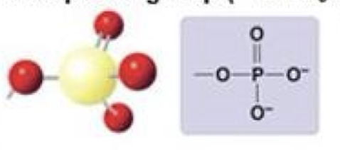 <p>Phosphate</p>
