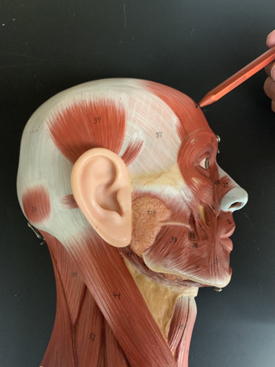<p>O: Cranial aponeurosis</p><p>I: Skin of eyebrows</p><p>A: Raises eyebrows</p><p>Inn: Facial n. (CN VII)</p>