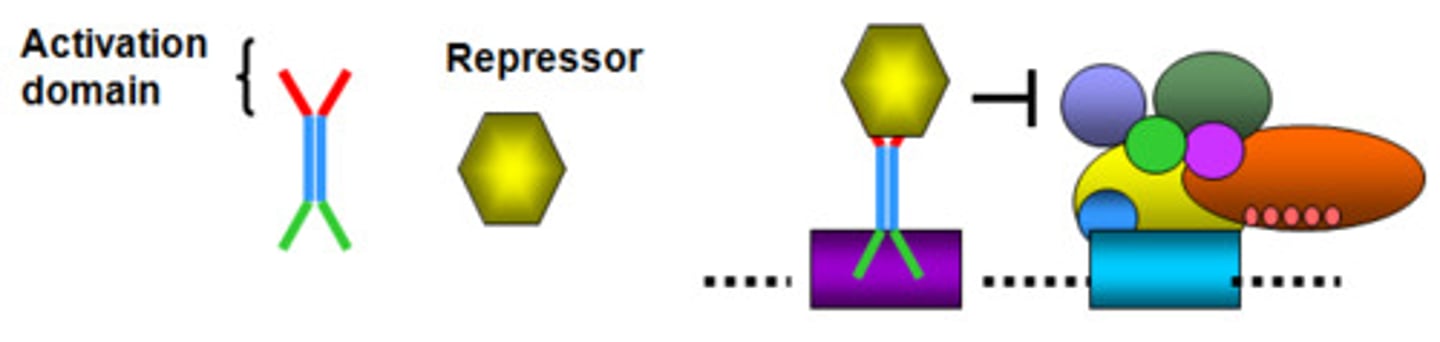 <p>allows for the binding of several transcription factors and other important regulatory proteins, such as RNA polymerase and histone acetylases, which function in the remodeling of the chromatin structure</p>