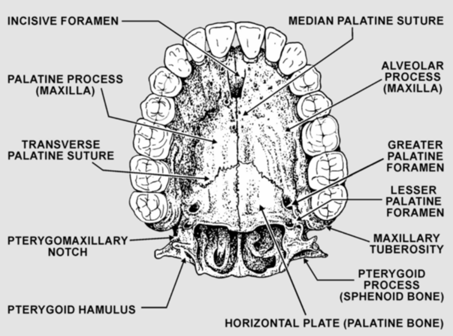 knowt flashcard image