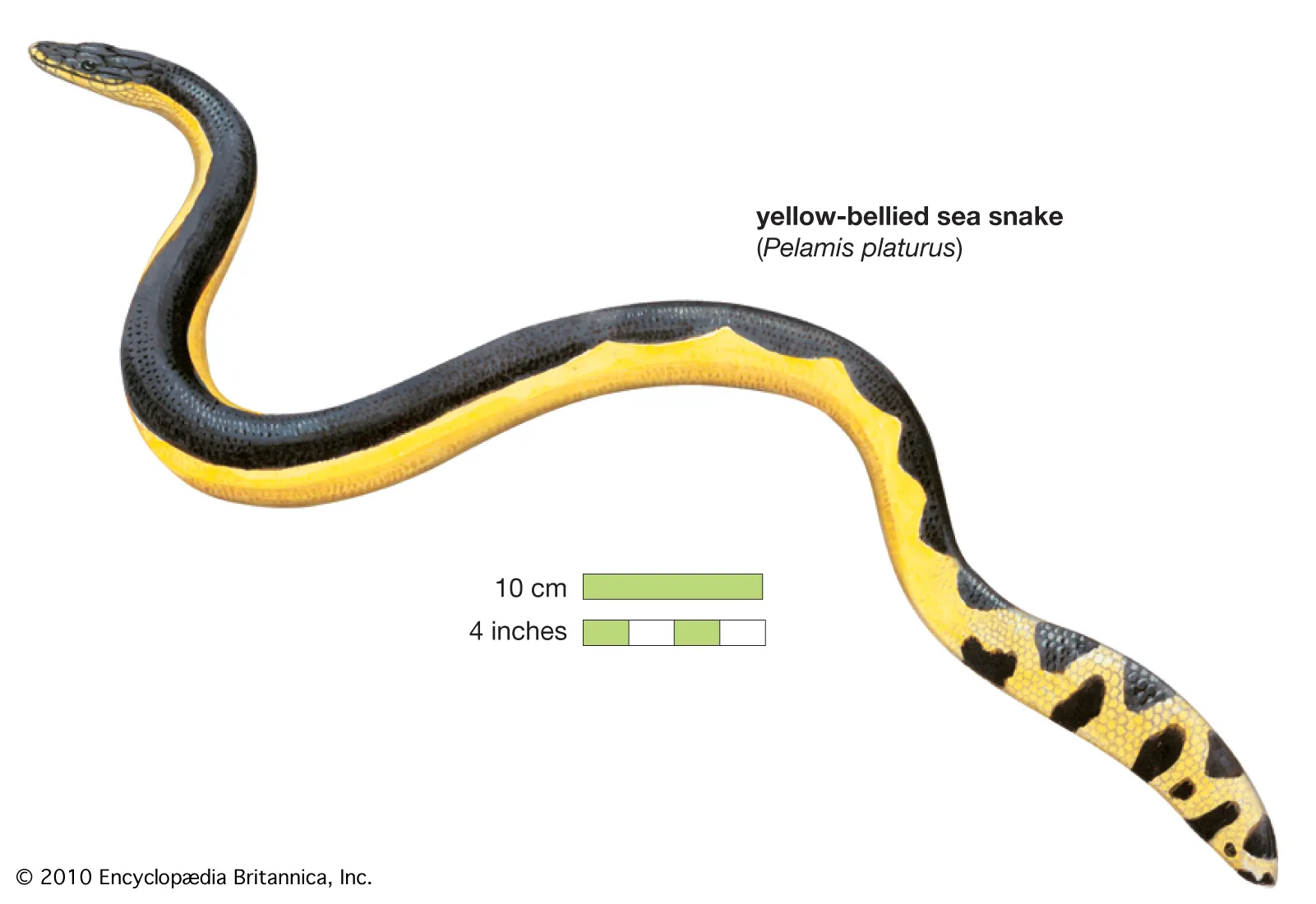 <p>Sea Snake</p>