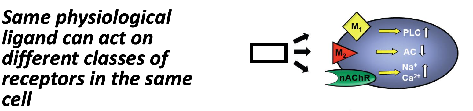 <p>Example circuitry for which ligand?</p>