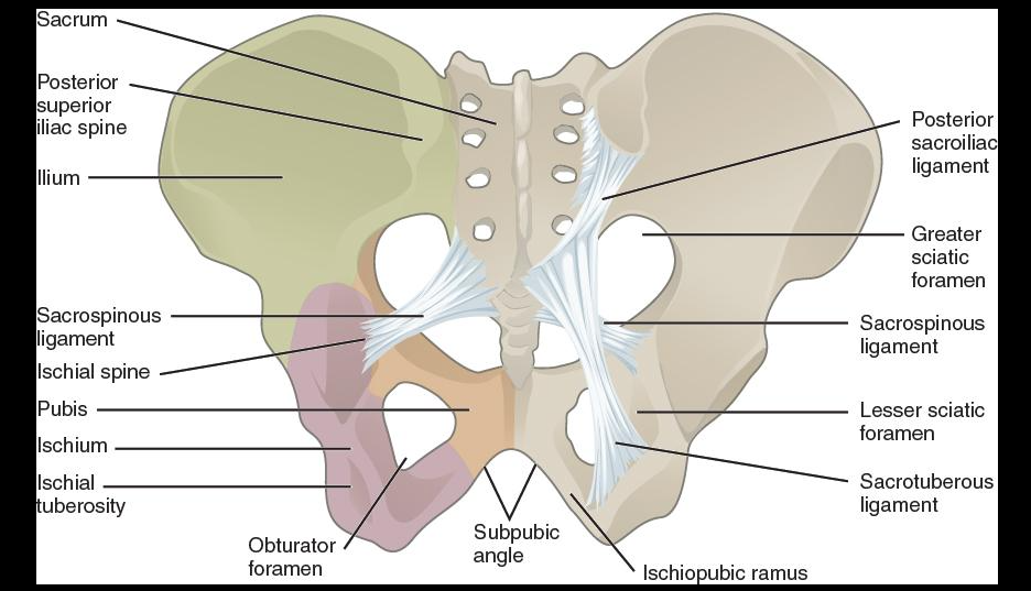 <p>the ischial tuberosity of the ischium:&nbsp;</p>
