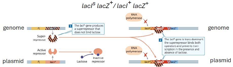 <p><strong>Partial Diploid Example</strong><br>āGenotypes: lacI<sup>s</sup> lacZ+ / lacI+ lacZ+<br>āSuper-repressor mutation makes repressor insensitive to allolactose</p><p><strong>Repressor Function</strong><br>āMutant repressor binds the operator in the presence or absence of allolactose<br>āCalled a super-repressor because it is very dominant<br>āBlocks transcription regardless of lactose availability</p><p><strong>Effect on Lactose Metabolism</strong><br>āBacteria cannot metabolize lactose<br>āTranscription of structural genes is inhibited independent of lactose<br>āSuper-repressor binds both operators and prevents RNA polymerase from initiating transcription</p>