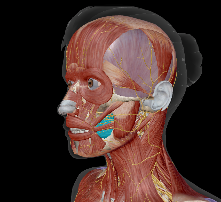 <p>name the muscle + action</p>