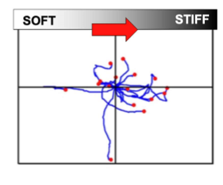 <ul><li><p>cells move from soft to stiff environment </p></li><li><p>durotaxis is the movement across a gradient o stiffness </p><p></p></li></ul><p></p>