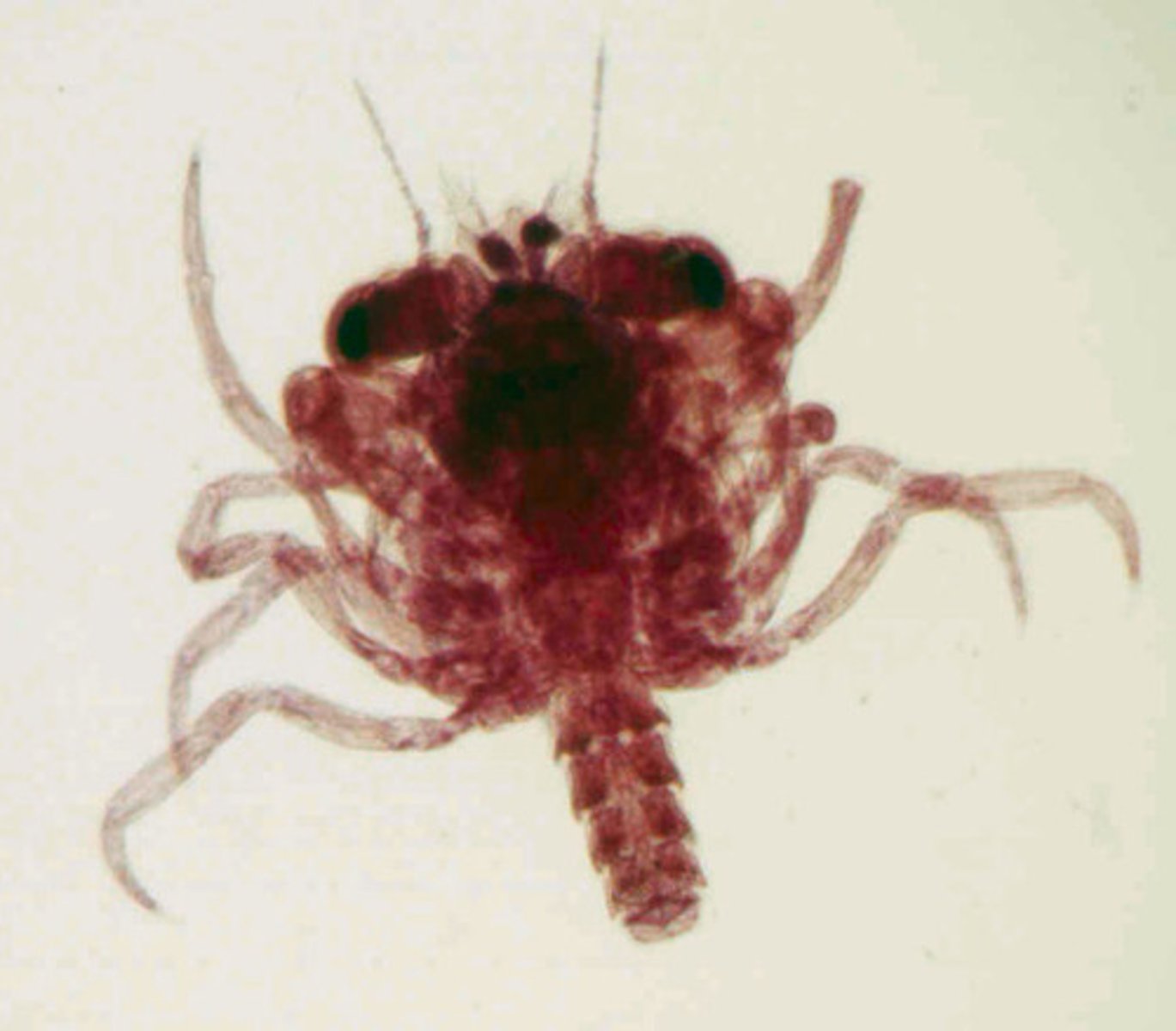 <p>second larval stage of crabs, looks like a mini-crab, abdomen is not tucked up yet, big stalked eyes</p>