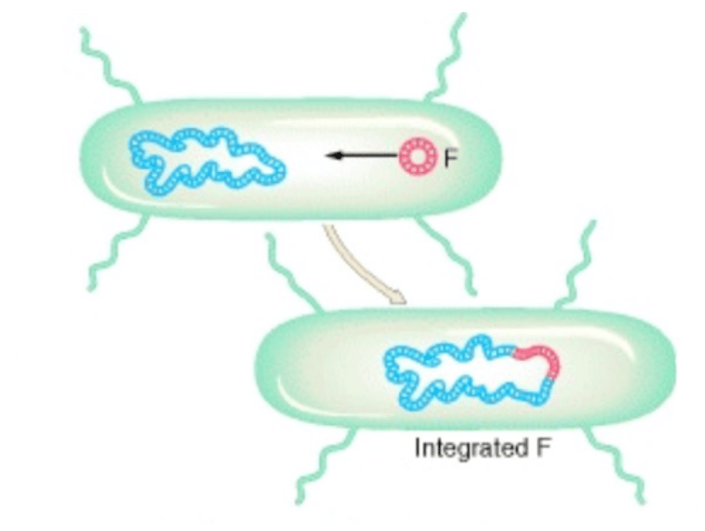 <p>Hfr strains have the F-factor integrated onto their main chromosome</p>