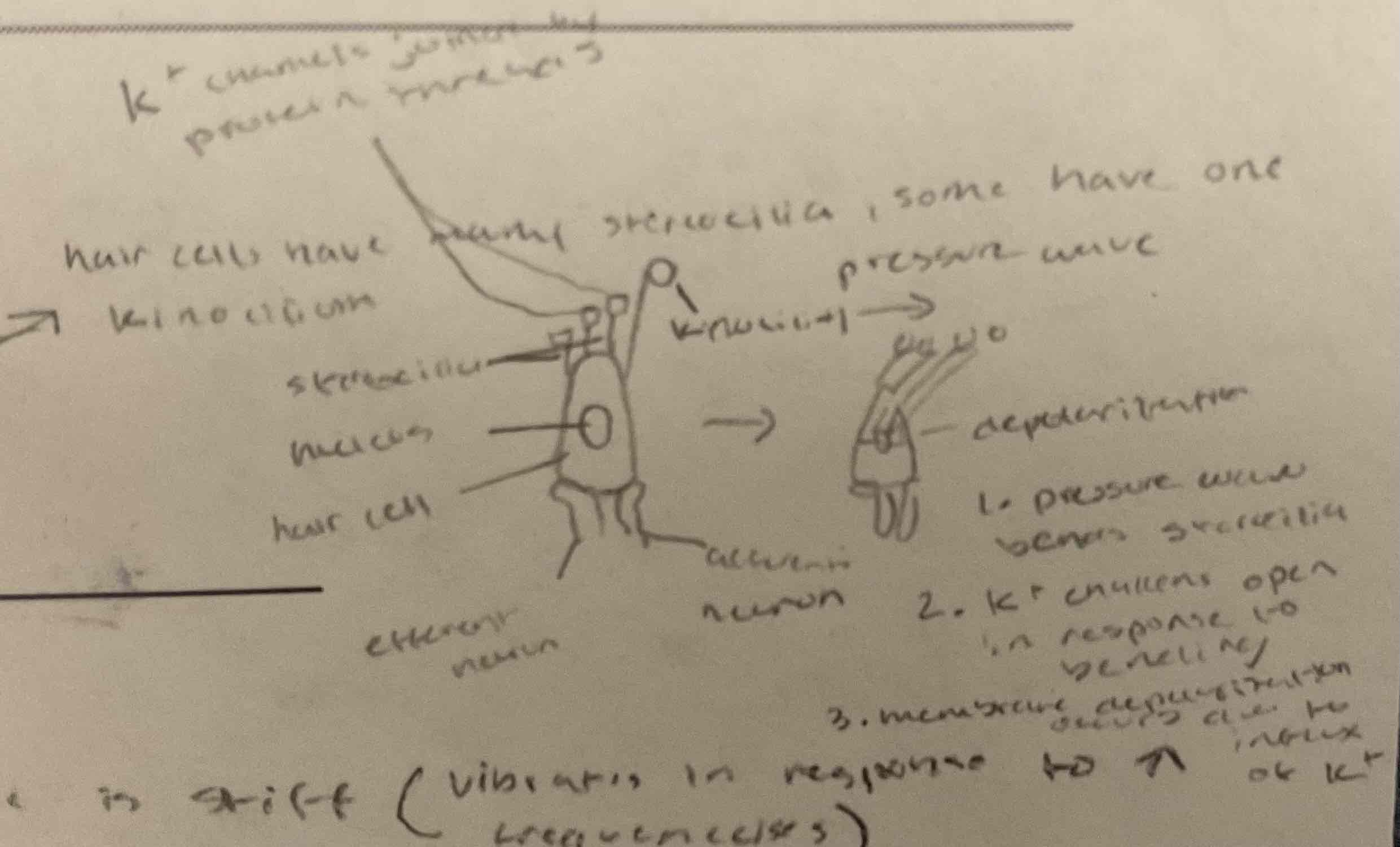 <p>specialized mechanosensory cells</p>