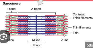 <p>What is the Z disc?</p>