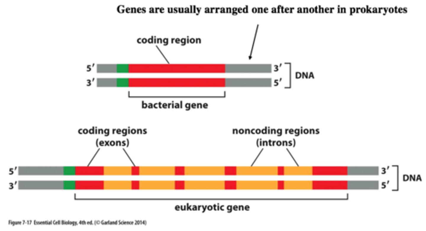<p>codes for protein (protein-coding genes)</p>