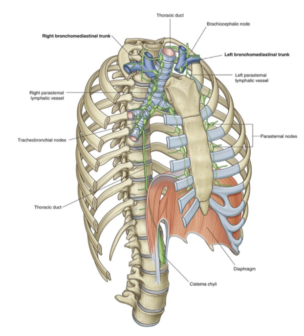 <ul><li><p>Venous lymphatics found in the lungs (superficial, subpleural, and deep) all drain into tracheobronchial nodes which are located around the roots of the lobar &amp; main bronchi as well as the trachea (on the sides)</p></li><li><p>These lymph nodes extend from within the lung, through the hilum &amp; root, and into the posterior mediastinum</p></li><li><p>Efferent vessels from these nodes — pass superiorly along trachea to unite with similar vessels originating from parasternal &amp; brachiocephalic nodes</p><ul><li><p>These ndes are found anteirorly to the veins of the same name in the superior mediastinum</p></li></ul></li><li><p>This coming together of vessels causes formation of right &amp; left bronchomedastinal trunks —</p><ul><li><p>Directly drain into deep veins of the neck or into the right lymphatic trunk (or thoracic duct)</p></li></ul></li></ul>