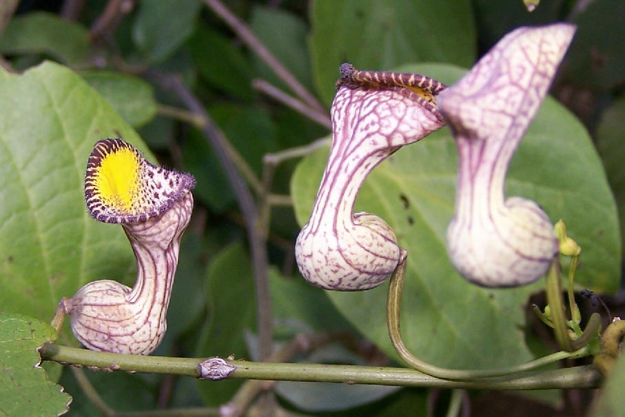 <p>What family does this plant belong to?</p>