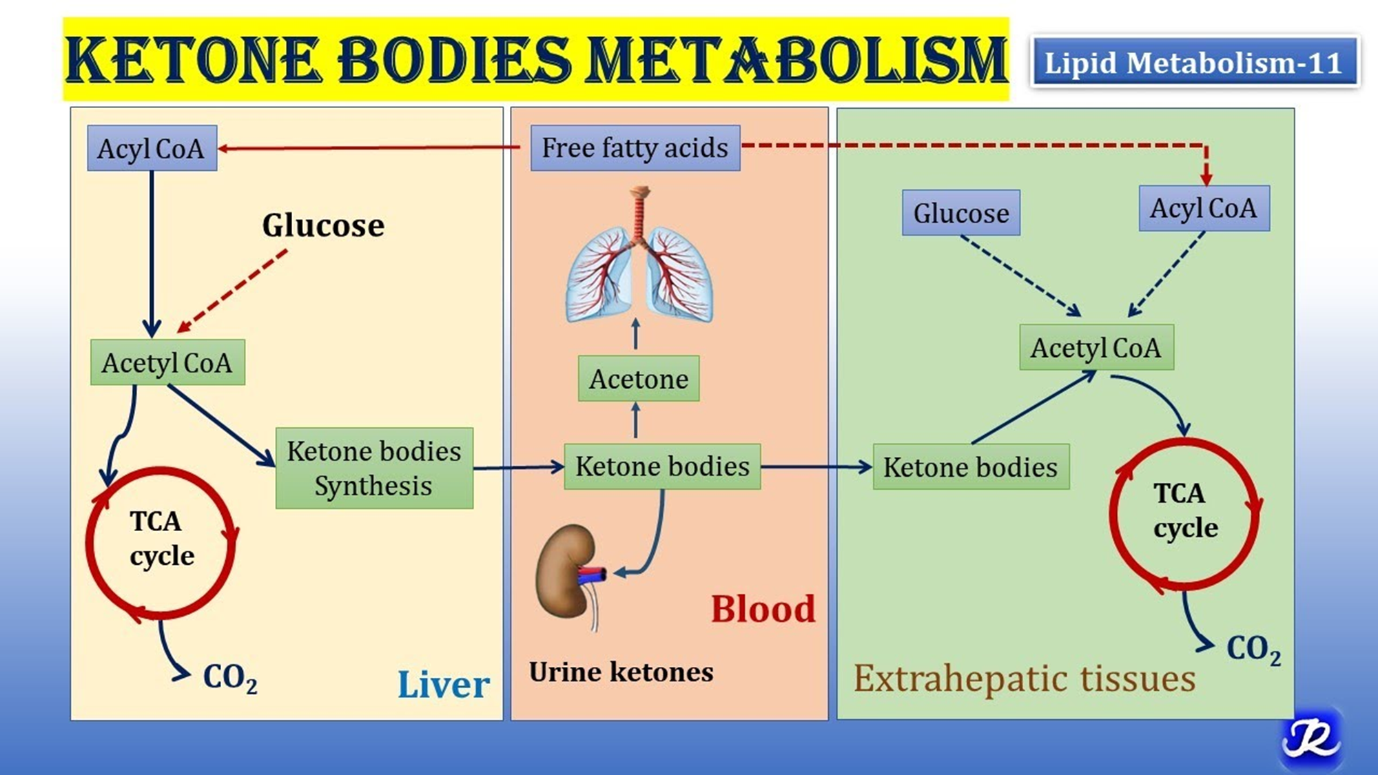 <ul><li><p>are acidic =&gt; accumulation causes metabolic acidosis + metabolism produces acetone</p></li><li><p>=high blood glucose, drops pH of blood</p></li></ul><p></p>