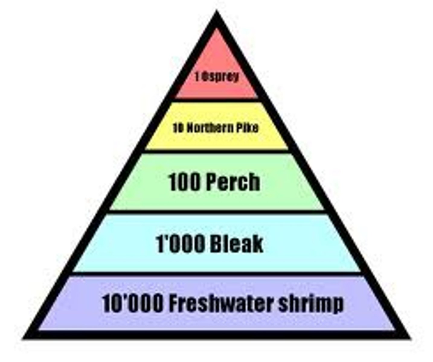 <p>shows the relative number of <strong><span style="text-decoration:underline">individuals</span></strong> living at each trophic level</p><p>- number of organisms</p>
