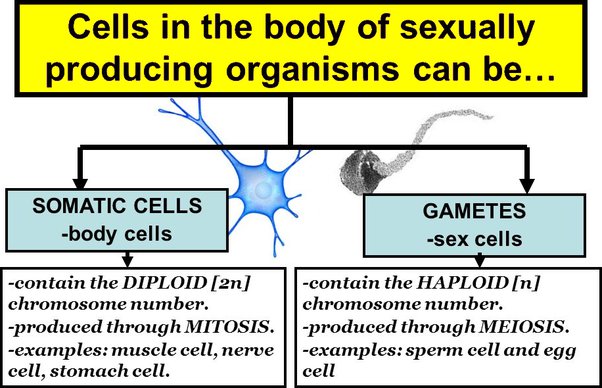 <p>Somatic cells are body cells and gametes are our sex cells, or sperm and eggs. Somatic cells have a diploid genome. This means that they get two copies of each chromosome, one from mom and one from dad. Gametes on the other hand are formed through a process called meiosis, which creates a haploid genome.</p>