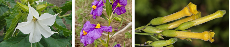<p>Solanaceae</p>