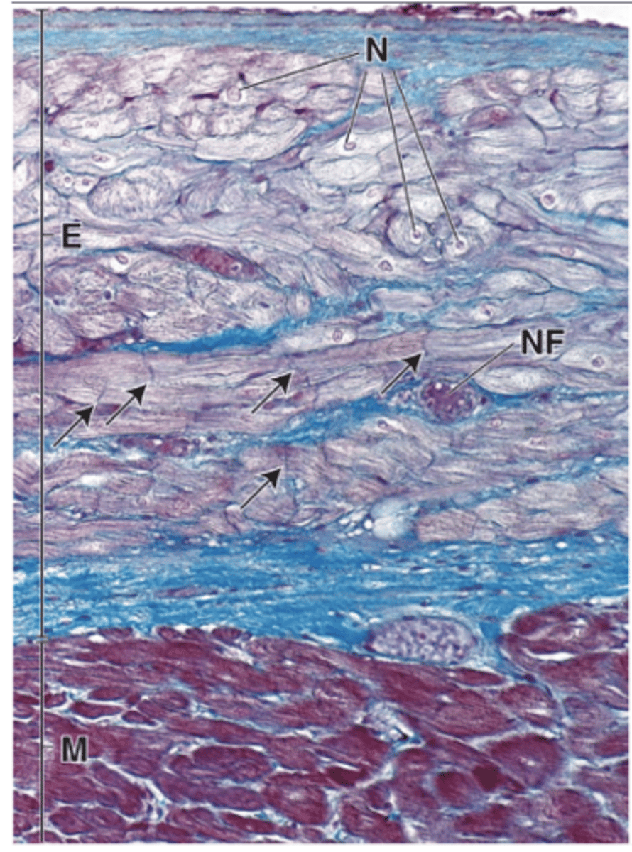 <p>What is the intrinsic conducting system of the heart and where is it located?</p>
