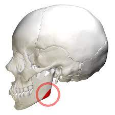 <p>The corner of the mandible between the ramus and body</p>