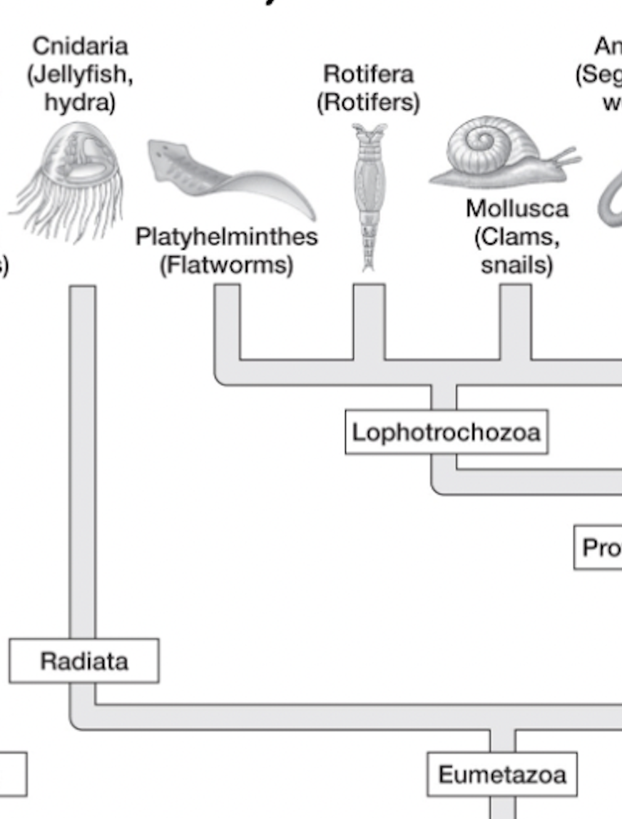 <ul><li><p>eumetazoa → _______ → <strong>cnidaria</strong>= jellyfish/hydra (nida=stinging)</p></li><li><p><strong>diploblastic</strong>= 2 germ layers</p></li></ul><p></p>