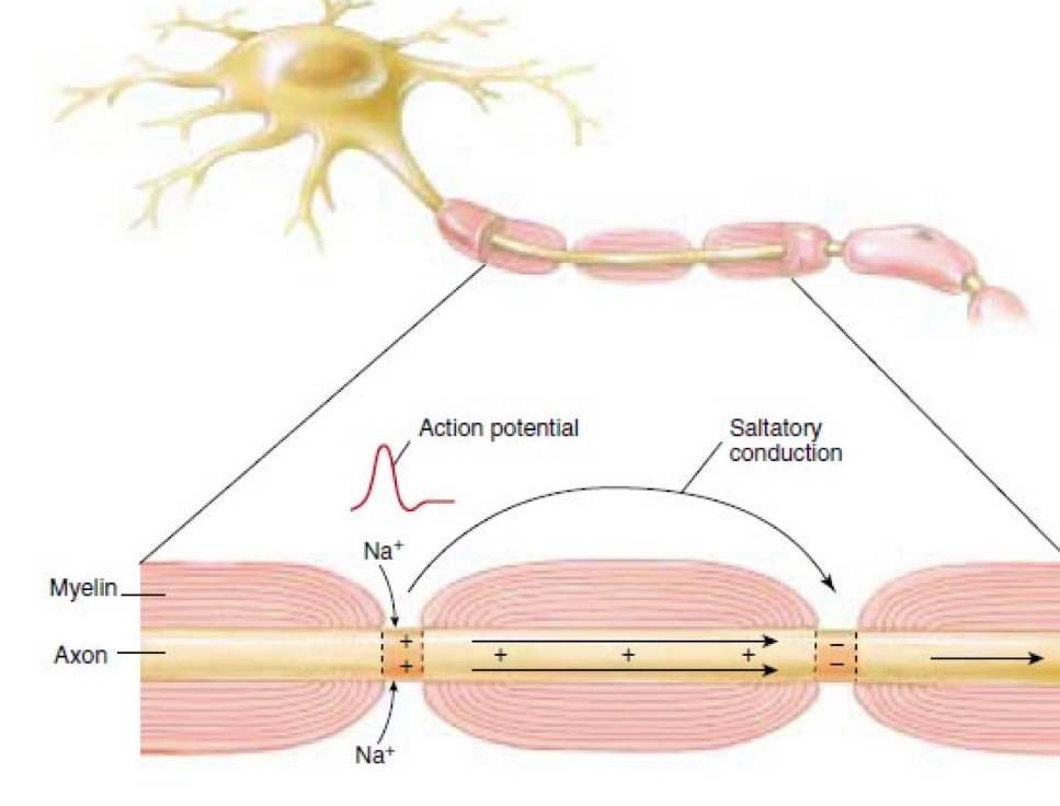 <ol><li><p>when an action potential comes down the axon and reaches a node/gap, it causes an influx of Na at the node</p></li><li><p>Na rushes into the axon at the node, creating an electrical force that pushes on the ions already inside the axon</p></li><li><p>the signal reaches the next node and creates another action potential, therefore refreshing the signal</p></li></ol>