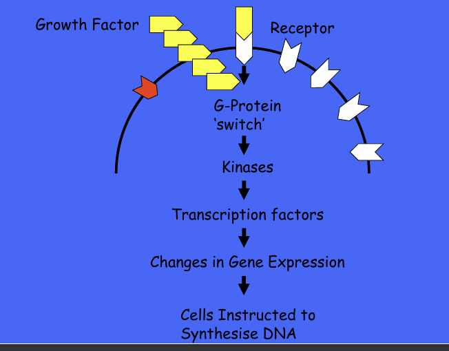 <p>perturbation of GFA SIGNALLING BY OVEREXPRESSION </p>