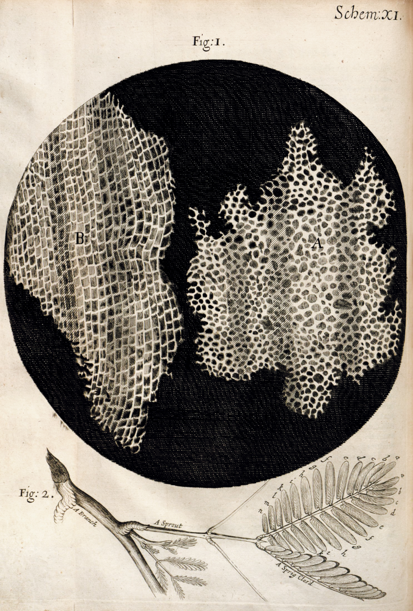 <p>Cork Cells</p>