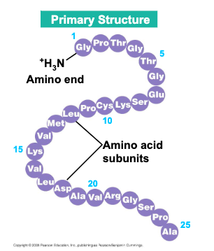 <p>primary structure is the</p>