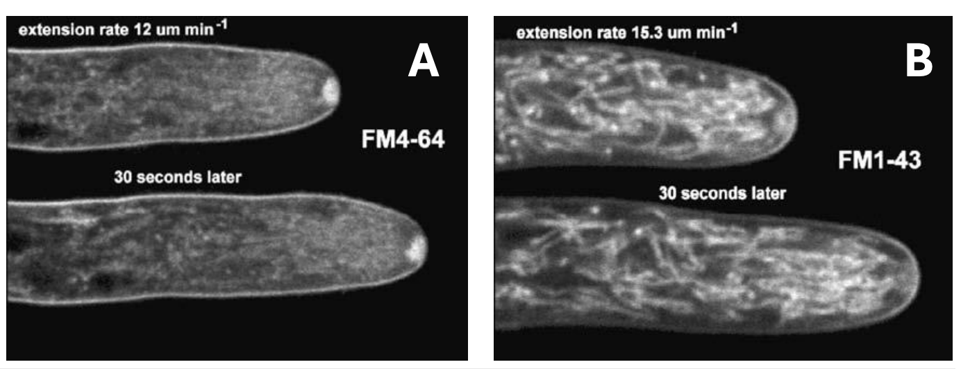 <p>How are <strong>(1) internalization of steryl dyes and (2) subsequent continued growth of hyphal tips</strong> evidences for endocytosis actually occurring?</p>