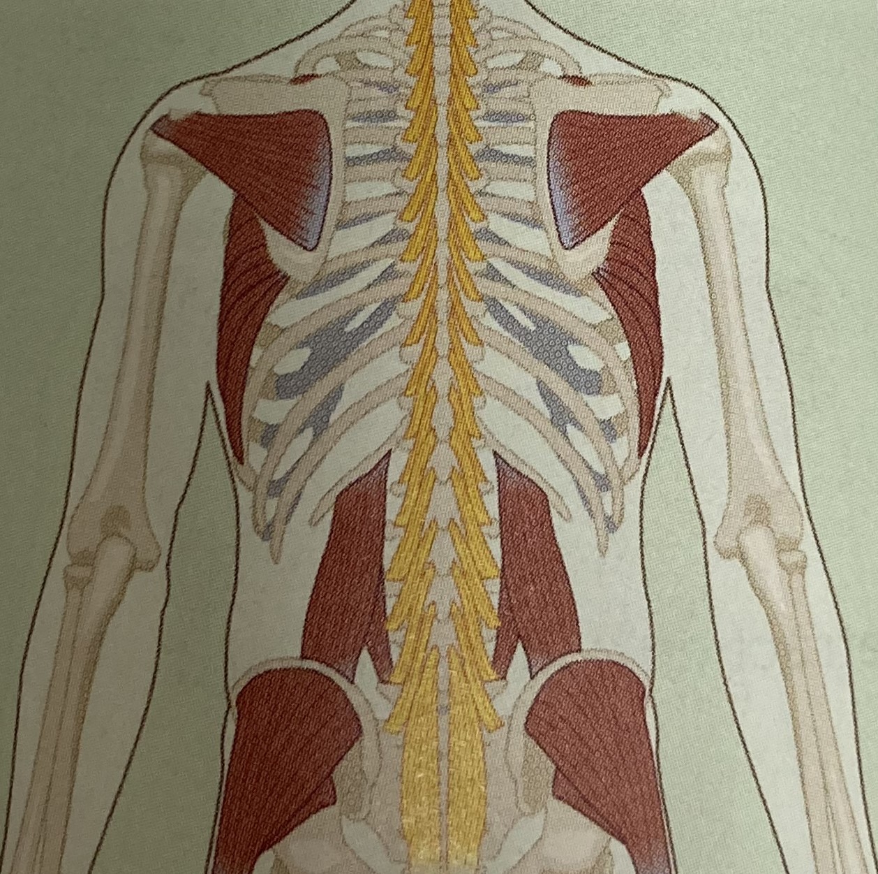 <ul><li><p>category: back musculature</p></li><li><p>origin: posterior aspect of the sacrum and spine</p></li><li><p>insertion: one to four segments above origin</p></li><li><p>isolated function: concentric spinal extension and contralateral rotation</p></li><li><p>integrated function: eccentric spinal flexion and rotation</p></li><li><p>stabilizes the spine</p></li></ul><p></p>