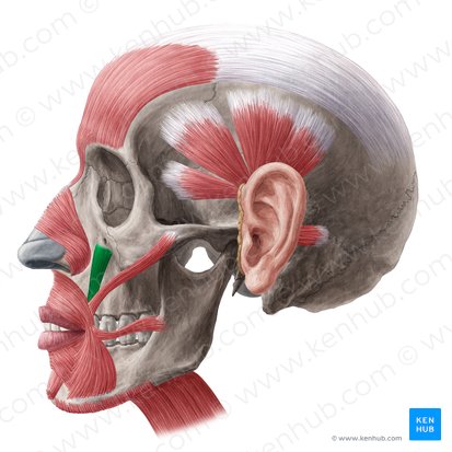 <p><strong>Peripheral Innervation</strong></p><p>Facial nerve</p><p><strong>Segmental Innervation</strong></p><p>Facial nerve</p><p><strong>Action</strong></p><p><span>Elevates corner of mouth</span></p>