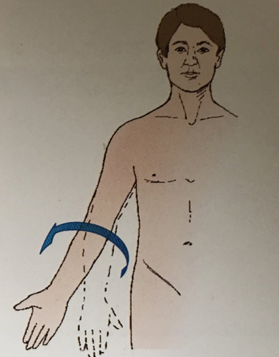 <p>The act of turning the body or arm (leg) so the ventral aspect (palm) is up.</p>
