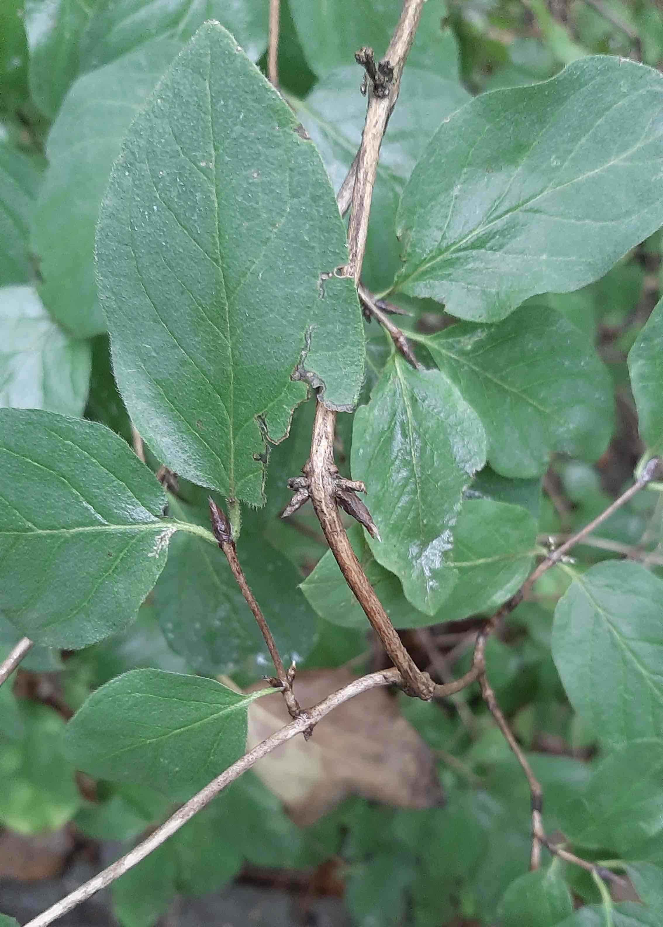 <p>Lonicera xylosteum</p>