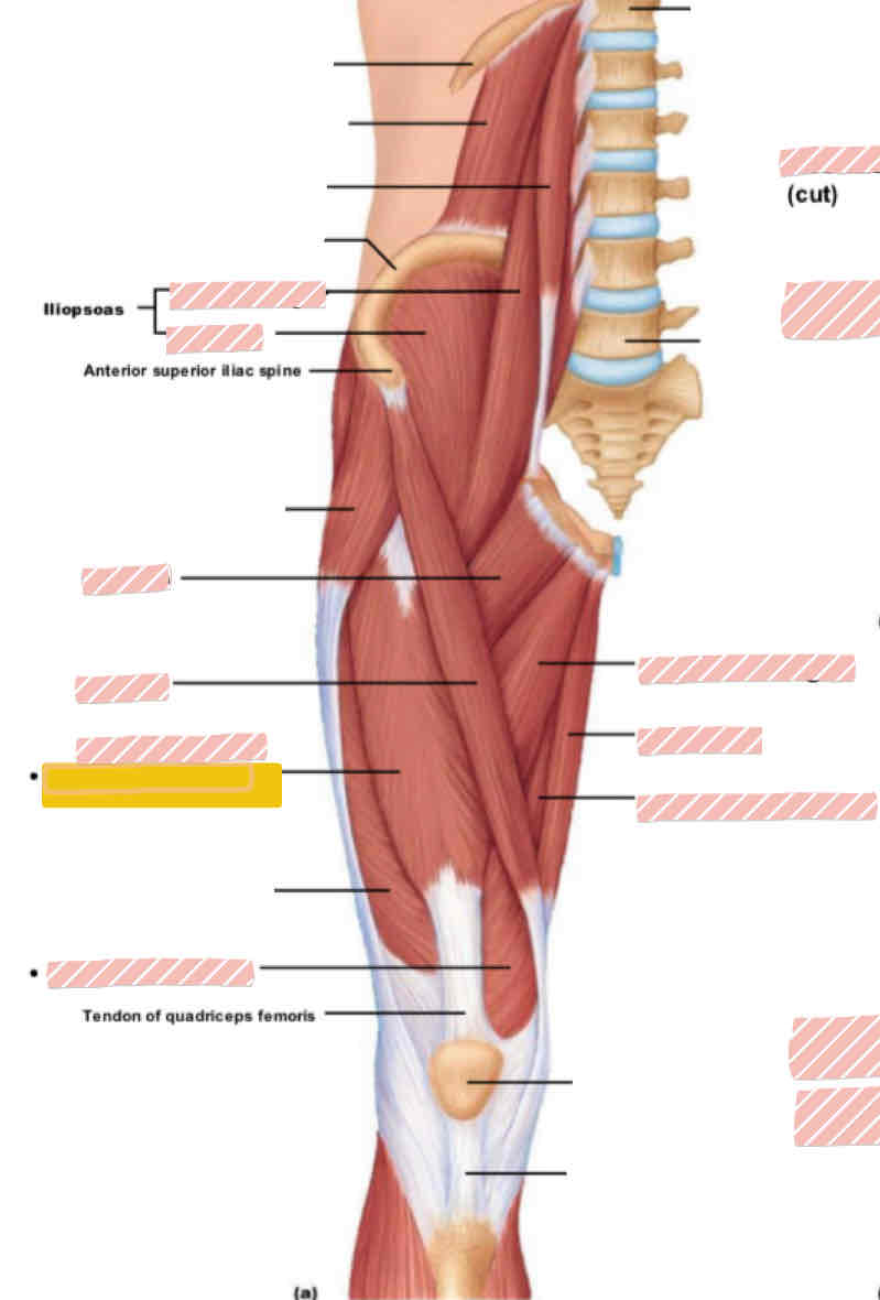 <p>Anterior leg (above knee)</p>