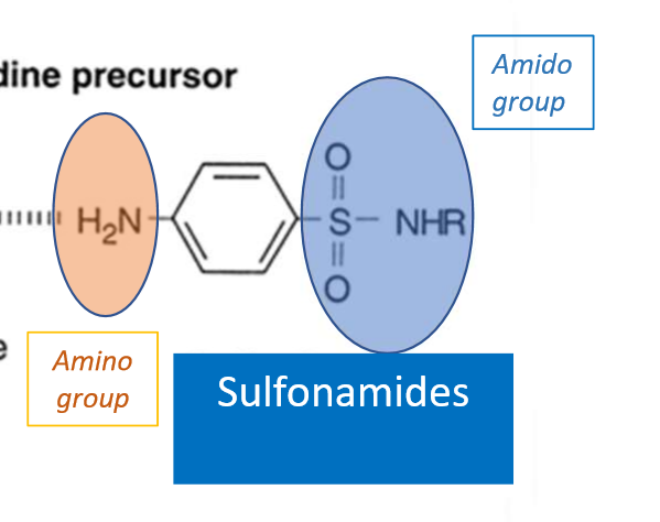 <p>sulfonyl/amido group connected to amine group</p>