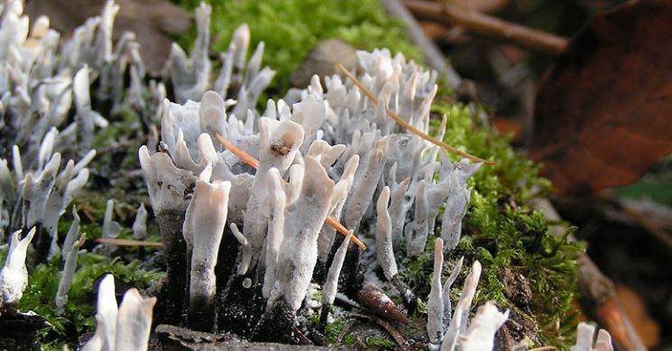 <p>Stubbhorn (ascomycota)</p>