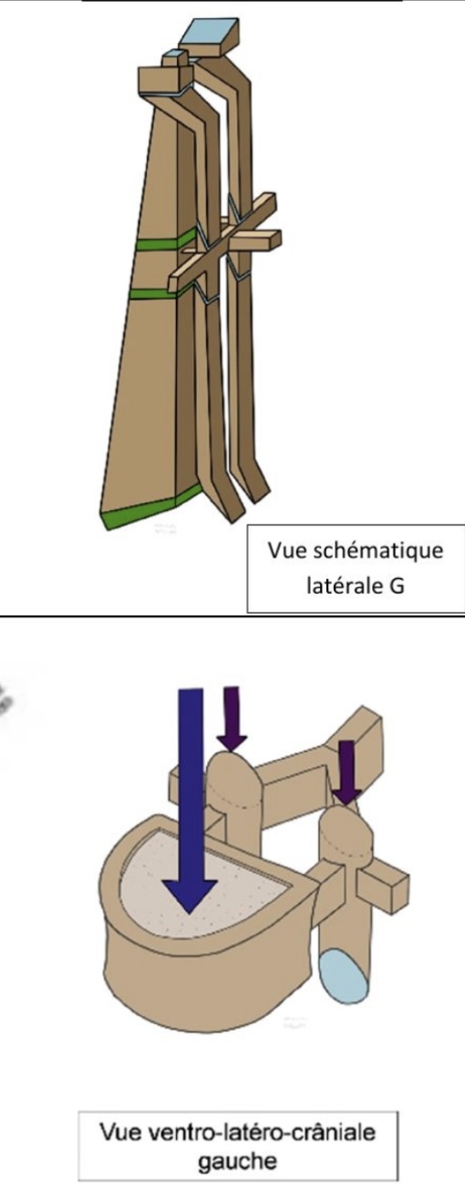<p>Colonne vertébrale = trépied </p><ul><li><p>stabilité, base de l’armature osseuse, répartition forces nv articulations intervertébrales sur 3 axes verticaux </p></li></ul><p>3 axes verticaux </p><ul><li><p>corps vertébraux ventralement : reliés entre eux par disques intervertébraux, de + en + larges </p></li><li><p>2 colonnes zygapophysaires dorsalement &amp; latéralement: processus participent a stabilité </p></li></ul><p></p>