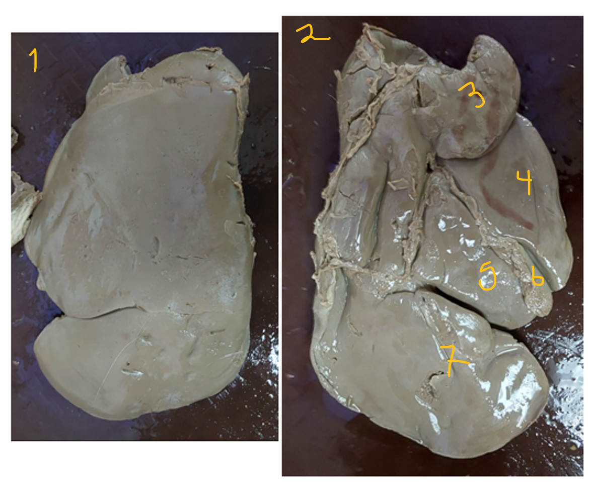 <p>Lobulation of ruminant liver.</p>