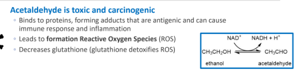 <p>proteins; antigenic; ROS; glutathione (which detoxifies ROS)</p>