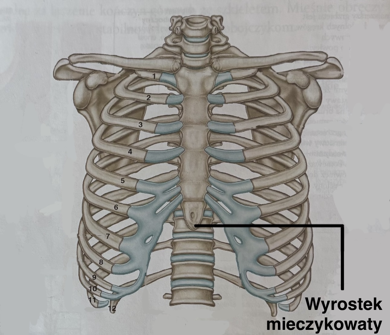 <p>Wyrostek mieczykowaty</p><p>(z opisem)</p>