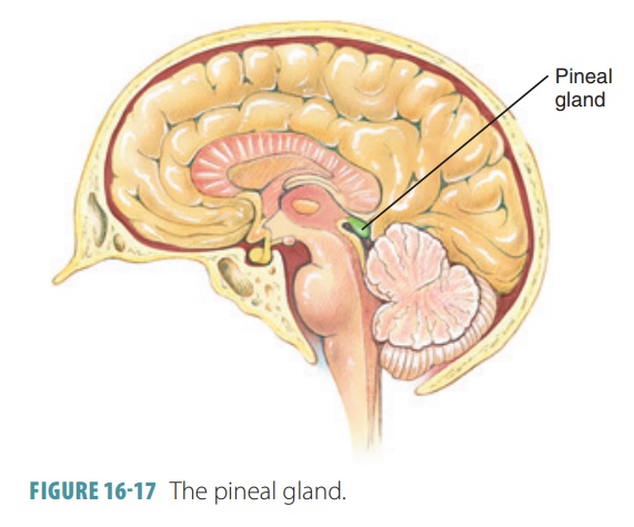<p>The <strong><em></strong></em>__ is a small endocrine gland in the brain that produces melatonin, which regulates sleep-wake cycles.</p>