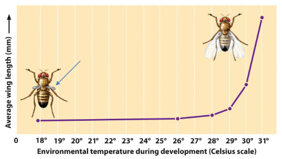 <p><strong>Temperature-Sensitive Allele</strong><br> Functional only under certain temperatures<br> Example: Fruit fly with a mutation in a wing development gene<br> Protein is non-functional at low temperatures (cold-sensitive)<br> Protein is functional at warmer temperatures</p>