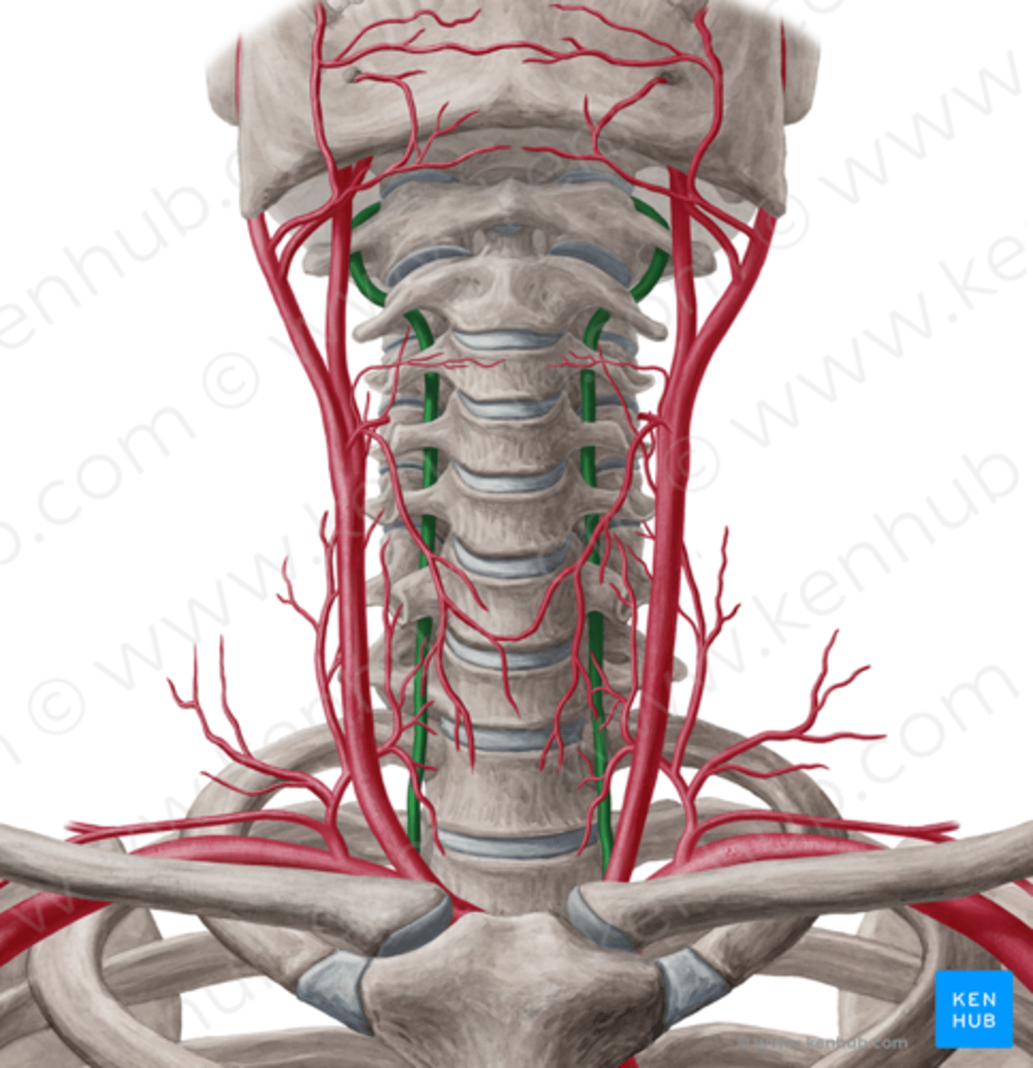 <p>Den avgår från A. subclavia och går in i ryggraden</p>