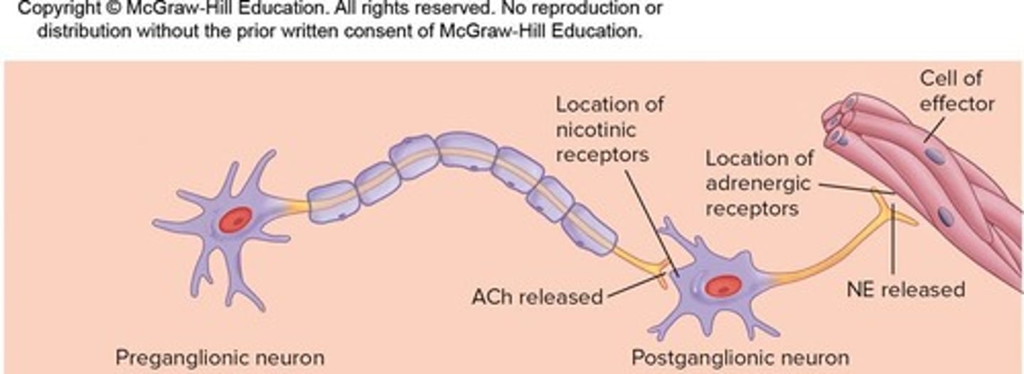 <p>Released by preganglionic neurons and ACh or norepinephrine by postganglionic neurons.</p>