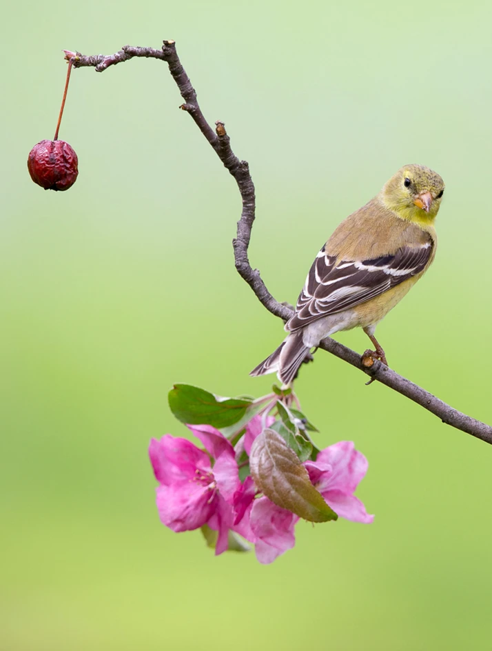 <p>Common name? Sex?</p>