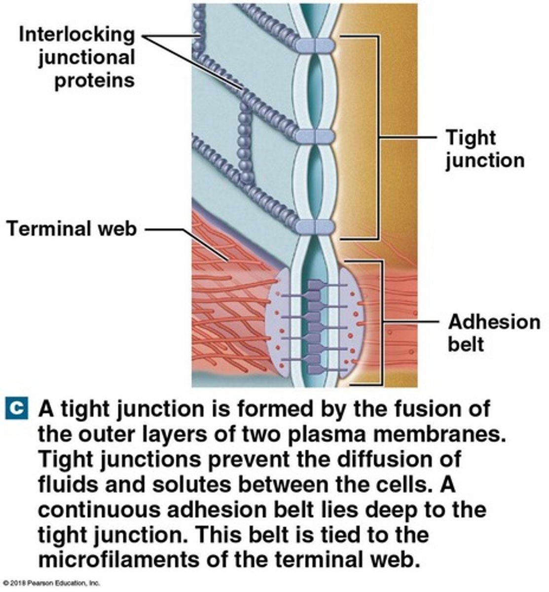 <p>Prevent passage of water and solutes between cells.</p>