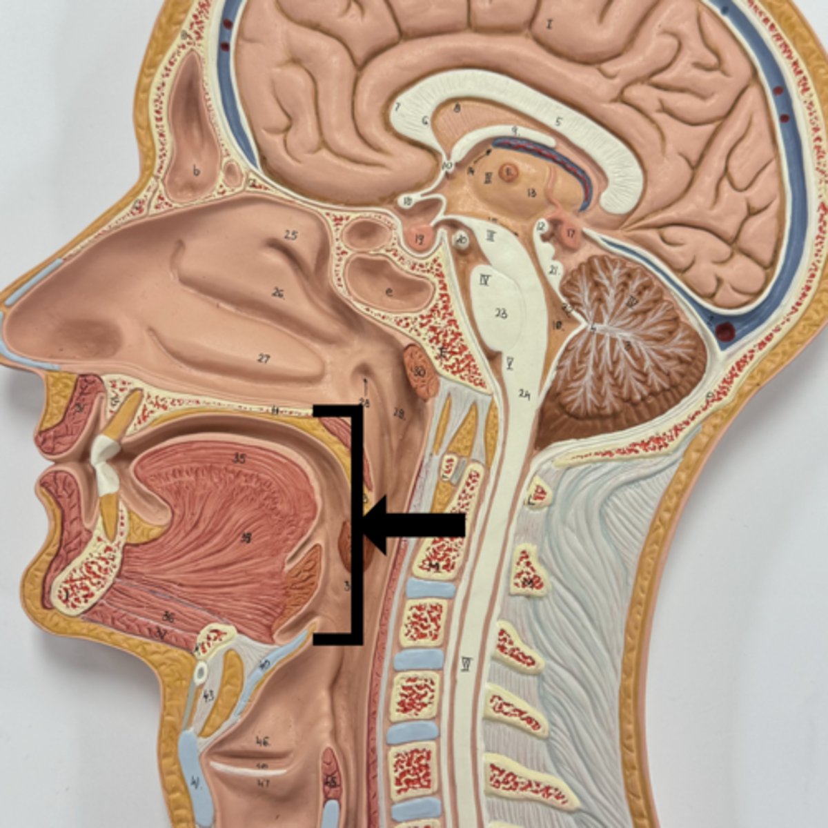 knowt flashcard image